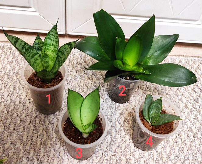 Сансевиерии Ханни и не только. 17 сортов