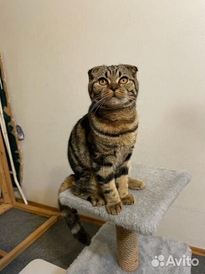 Шотландский вислоухий кот вязка