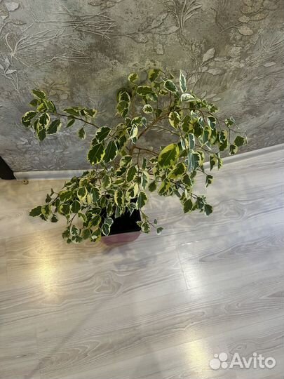Фикус бенджамина пестролистный