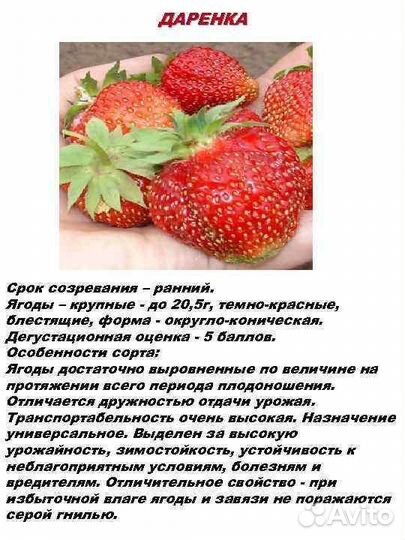 Рассада клубники