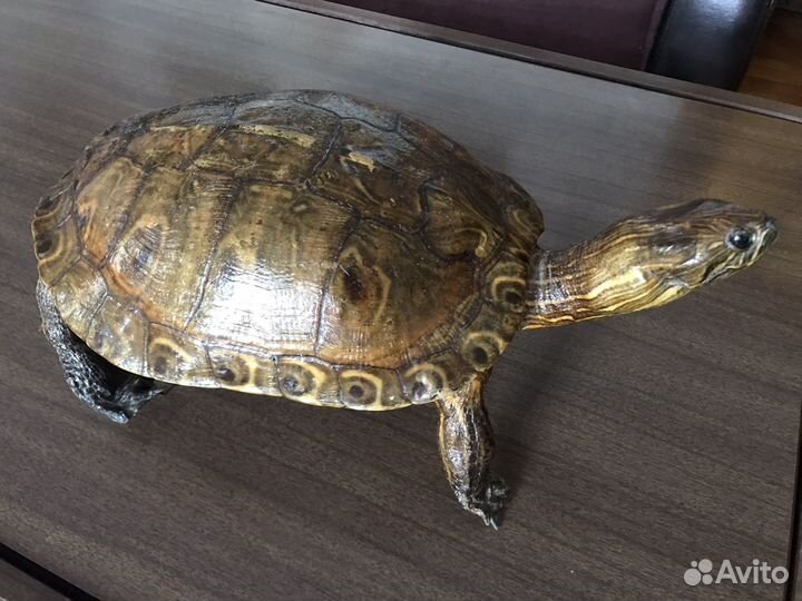 Черепаха чучело