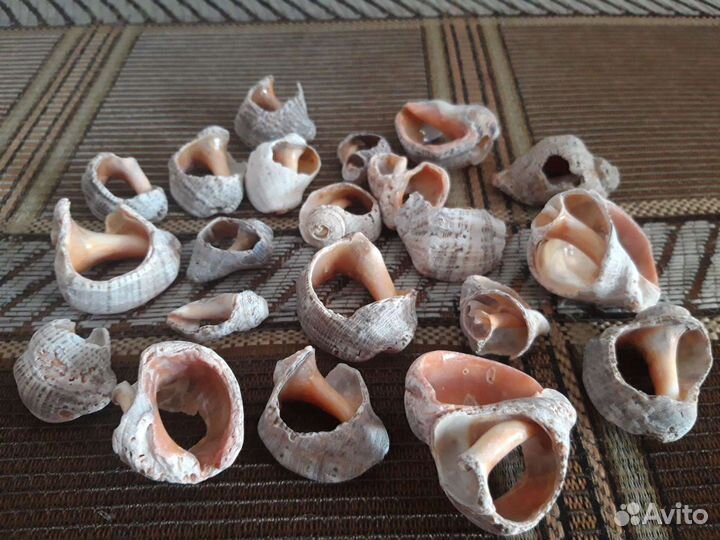 Морские ракушки и камушки с Чёрного моря