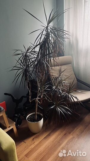 Пальма драцена 160 см с горшком