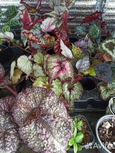 Комнатные растения