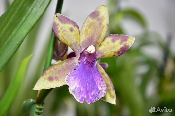 Орхидея зигопеталум
