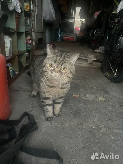 Кот экзот преданный хозяином