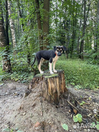 Щенок в добрые руки