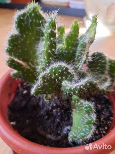 Кактус Аустроцилиндропунция