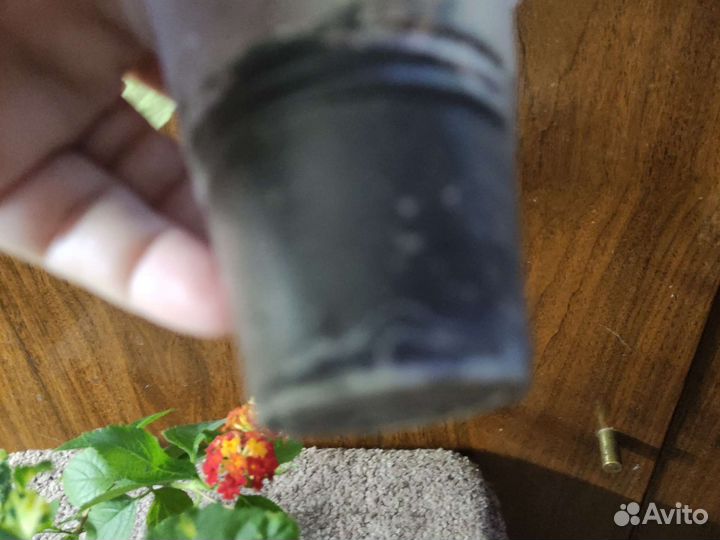 Абутилон Савицкого