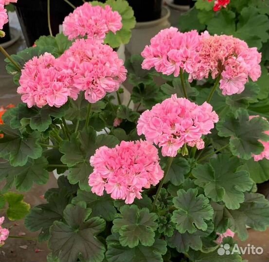 Пеларгония сортовая Оденсио Блэк Мамба