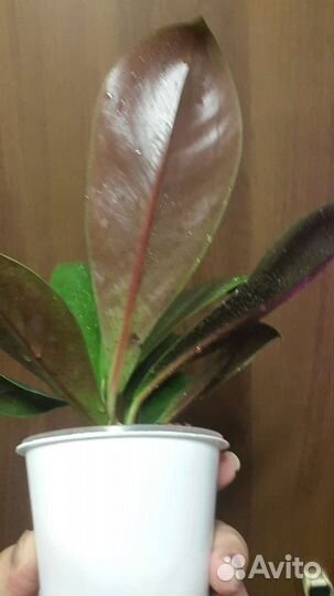 Филодендрон декуренс