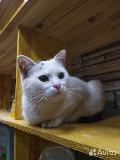 Кот В добрые руки