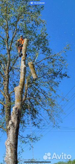 Спилить дерево, спил деревьев, срубить, расчистка