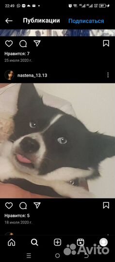 Собака в добрые руки