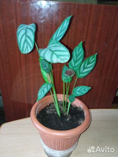 Пахистахис, Эухарис, Рео,Бамбук