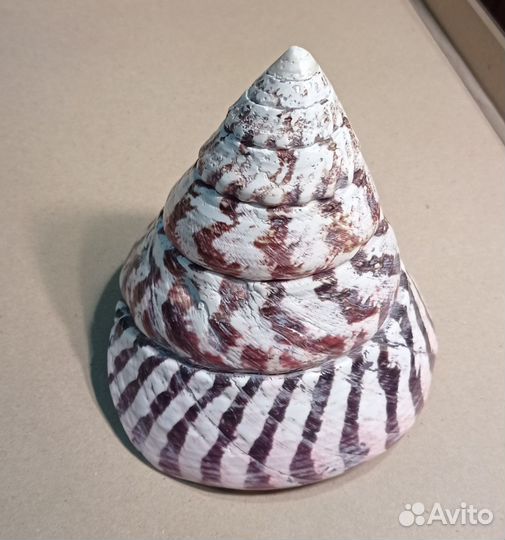 Трохус ракушка раковина крупная 12х12,5