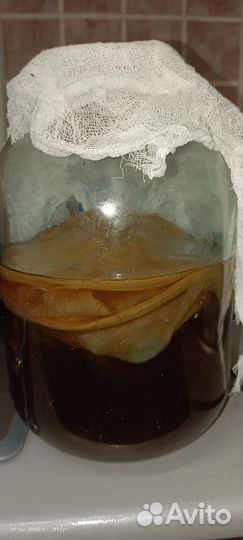 Чайный гриб комбуча