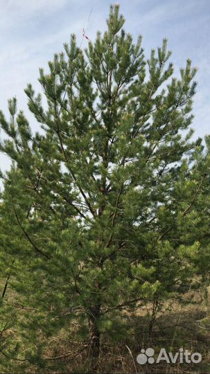 Сосна обыкновенная 4-5 метров