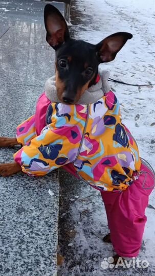 Одежда для собак
