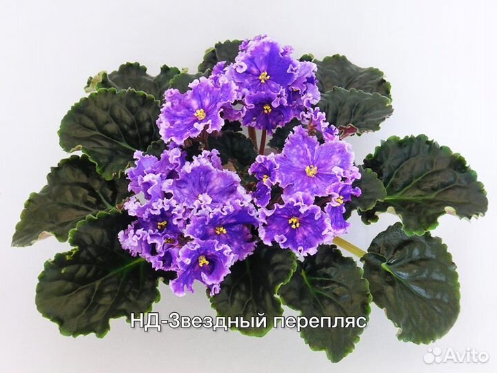 Фиалки набор 