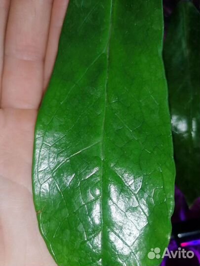 Замиакулькас black alligator(чёрный крокодил)