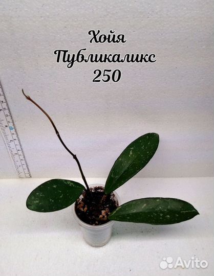 Хойя 4 часть 26.04.24