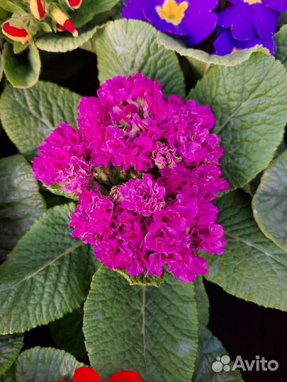 Примула, гиацинт, газания, цикломен, маргаритка