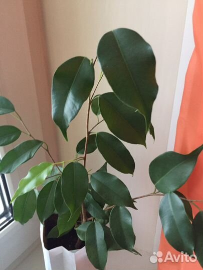 Фикус бенджамина