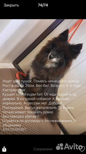 Шпиц в добрые руки