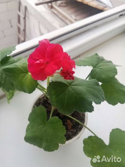 Пеларгония герань