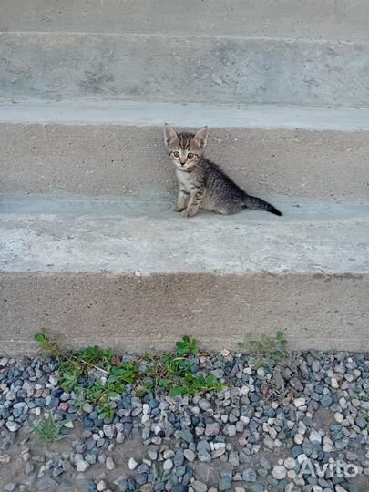 Котята бесплатно