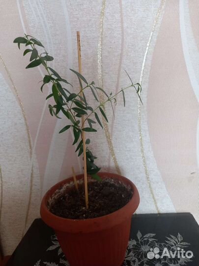 Разные цветы комнатные