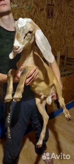 Козлики камори-нуб