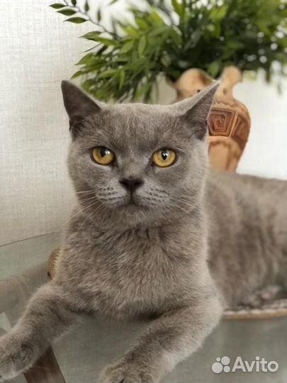 Кошка в дар бесплатно