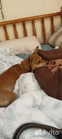 Собака-потеряшка