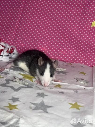 Декоративные крысы(есть дамбо)