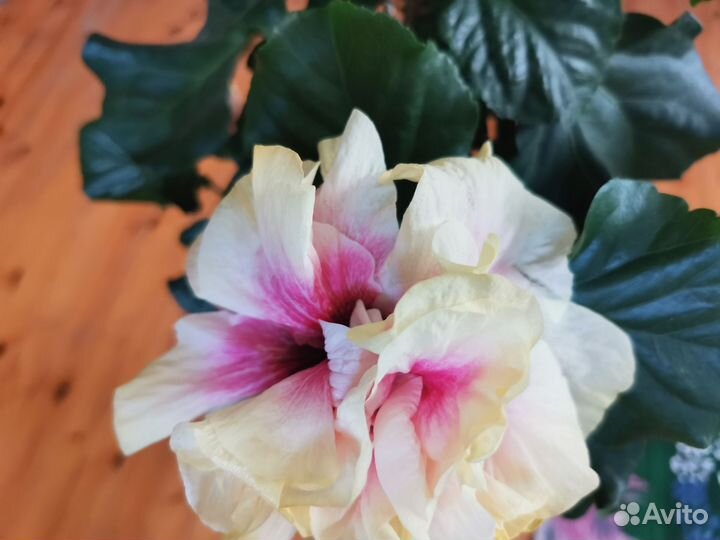 Гибискусы сортовые