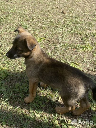 Щенки маленьких пород