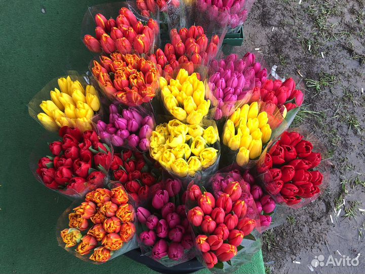 Все виды тяльпанов мимоза горки город пешеходка