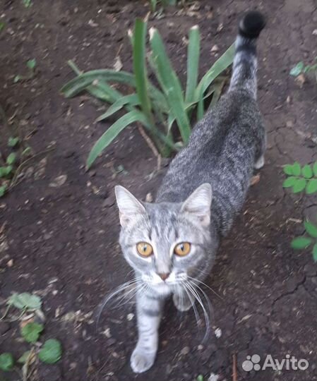 Милая кошечка в дом