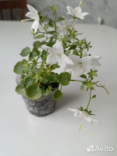 Кампанула невеста