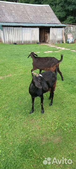 Дойные козы