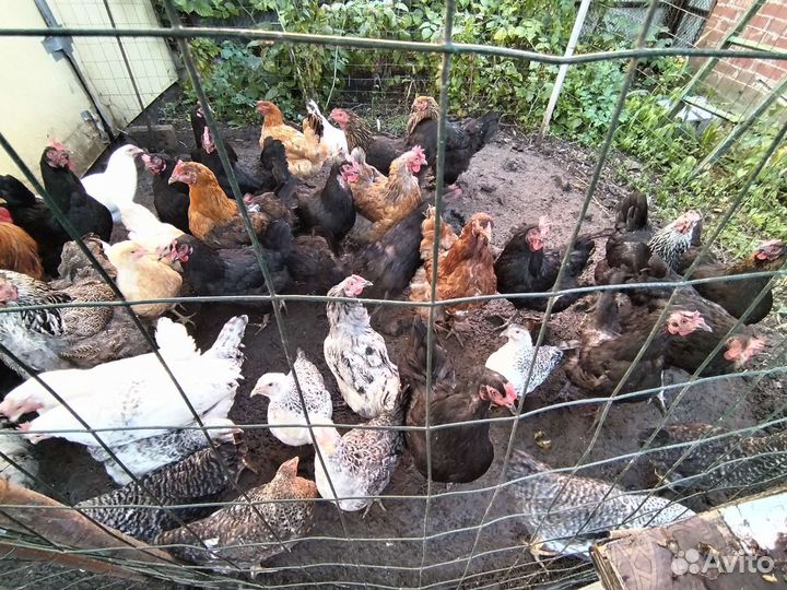 Куры несушки
