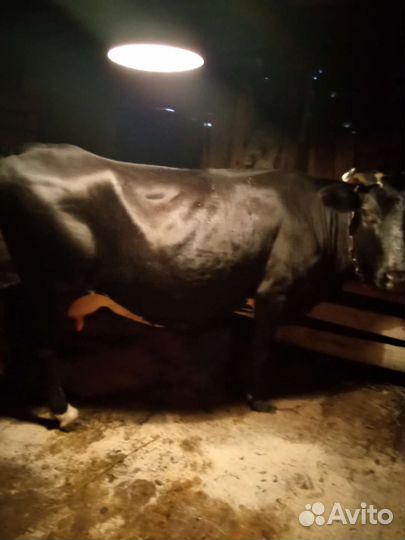 Корова дойная