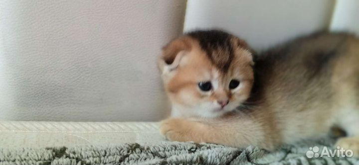 Котята 2 мальчика