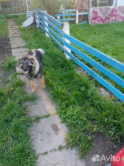 Триммер Wolf Garten