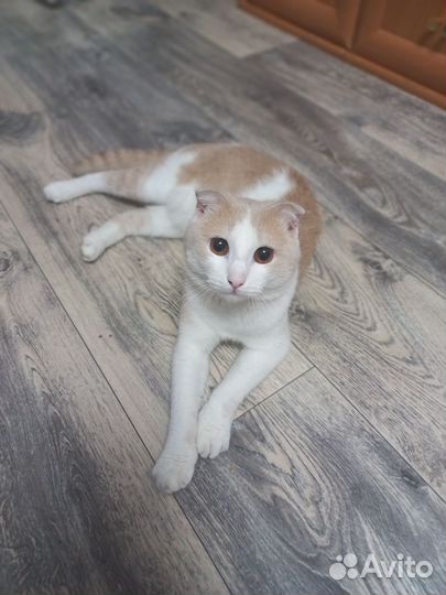 Котик шотладский-веслоухий приглашает на вязку