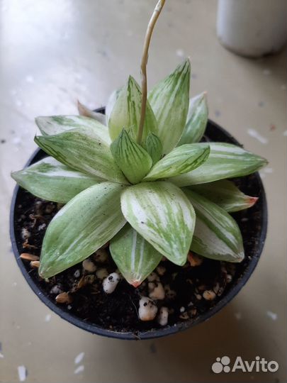 Хавортия cymbiformis forma 'variegata'