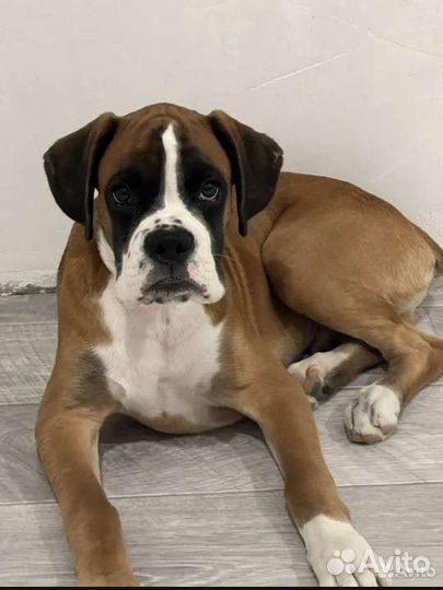 Боксер вязка