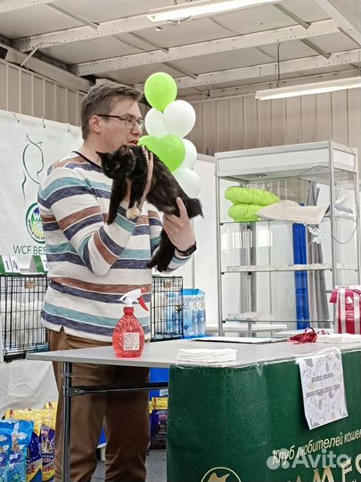 Курилький бобтейл девочка